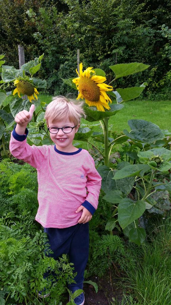 Les tournesols de Gaspard