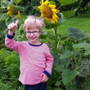 Les tournesols de Gaspard