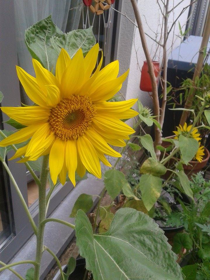 Les tournesols d'Alicia!