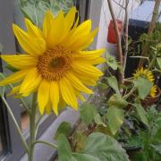 Les tournesols d'Alicia!