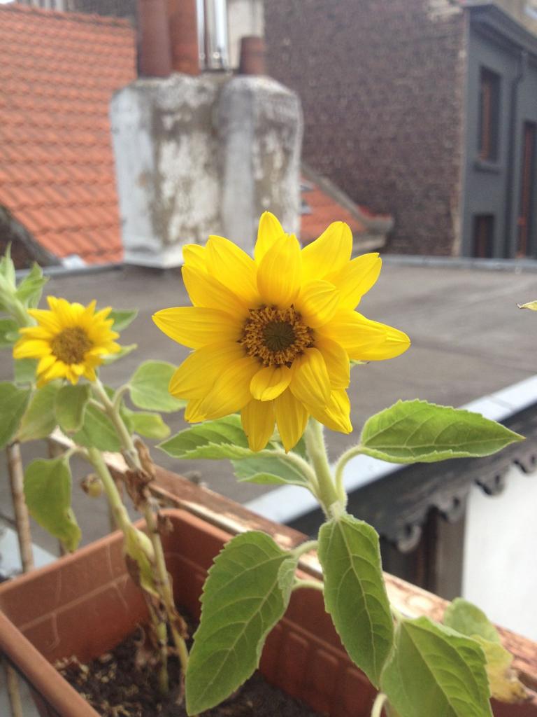 Les tournesols de Juan!