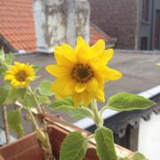 Les tournesols de Juan!