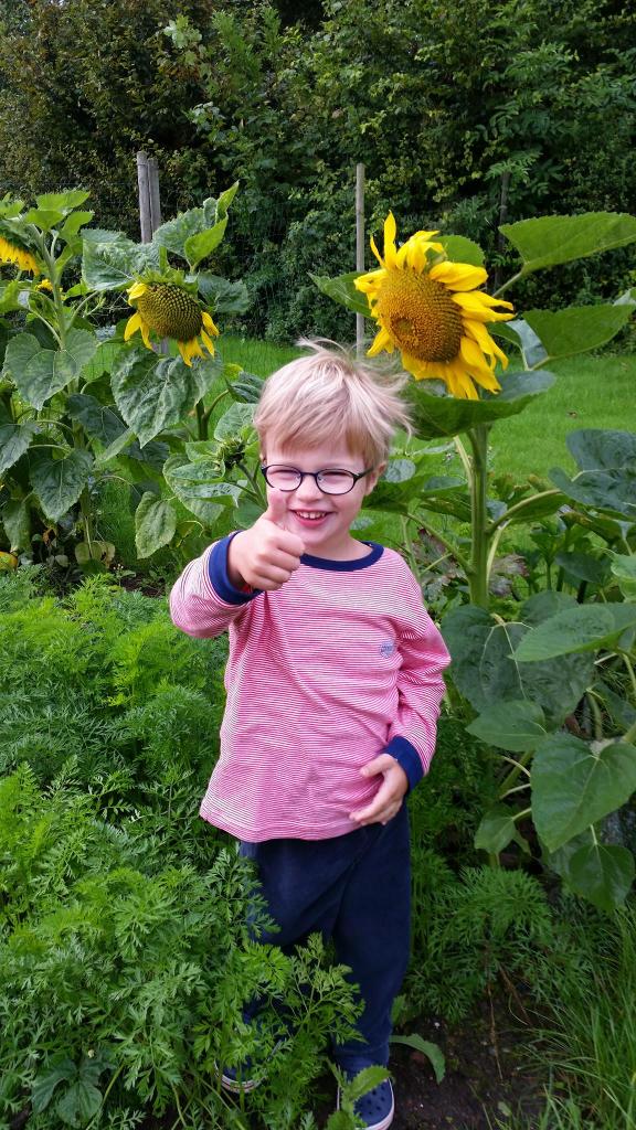 Les tournesols de Gaspard